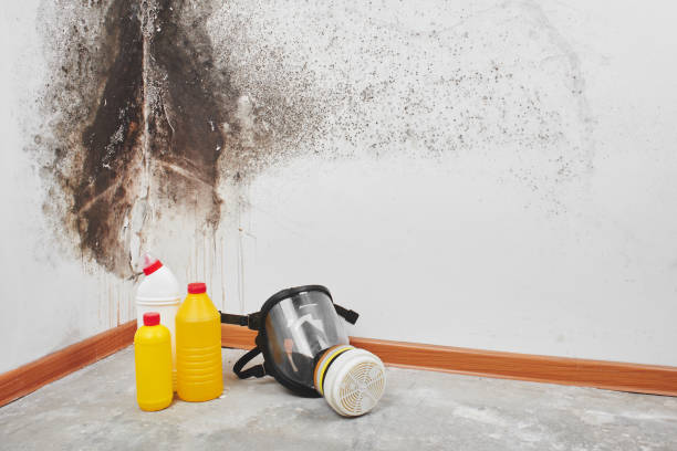 Mold Removal Process in Utica, MI