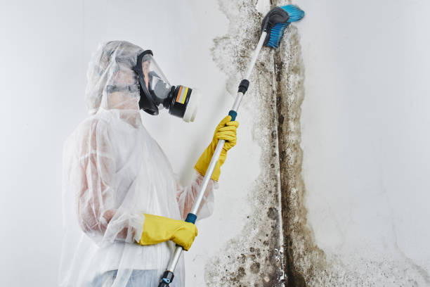 Best Affordable Mold Removal  in Utica, MI