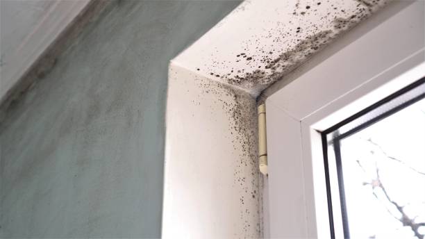 Best Mold Testing  in Utica, MI