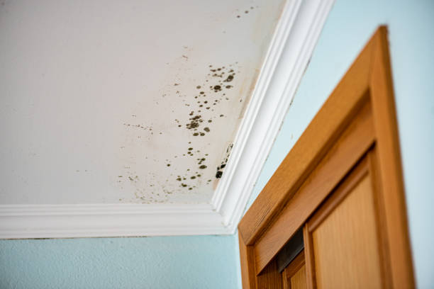 Best Commercial Mold Removal  in Utica, MI