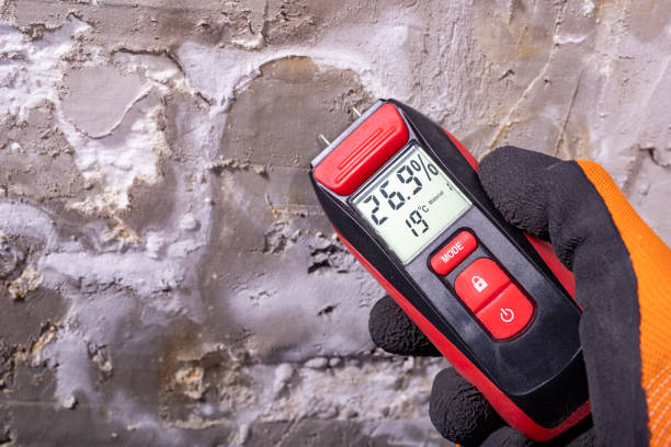 Best Toxic Mold Removal  in Utica, MI
