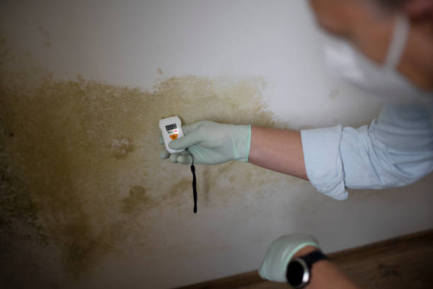 Best Mold Removal Company Near Me  in Utica, MI