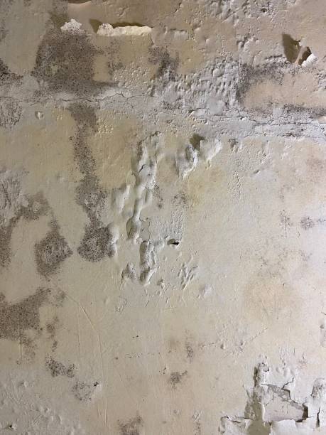 Best Professional Mold Removal  in Utica, MI