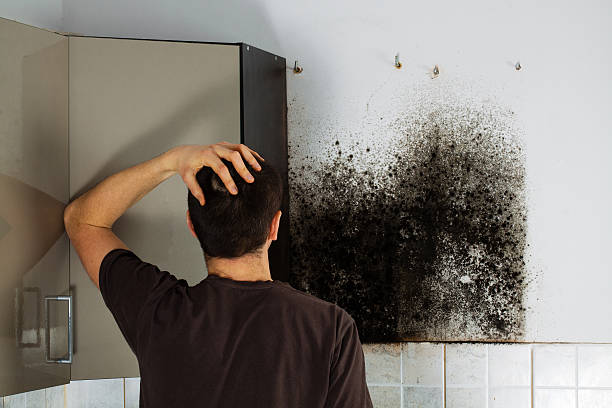  Utica, MI Mold Removal Pros