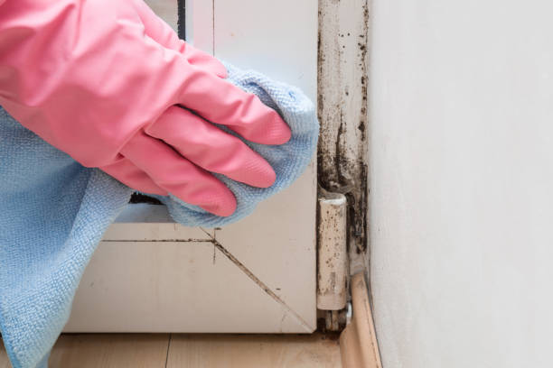 Best Mold Damage Repair  in Utica, MI