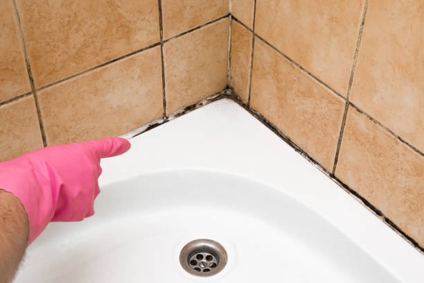Best Mold Remediation  in Utica, MI