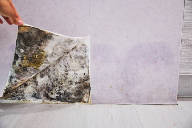 Best Mold Removal Near Me  in Utica, MI